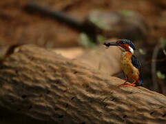 Malagasy Kingfisher