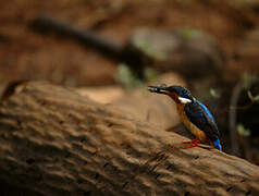 Malagasy Kingfisher