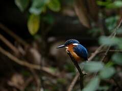 Malagasy Kingfisher