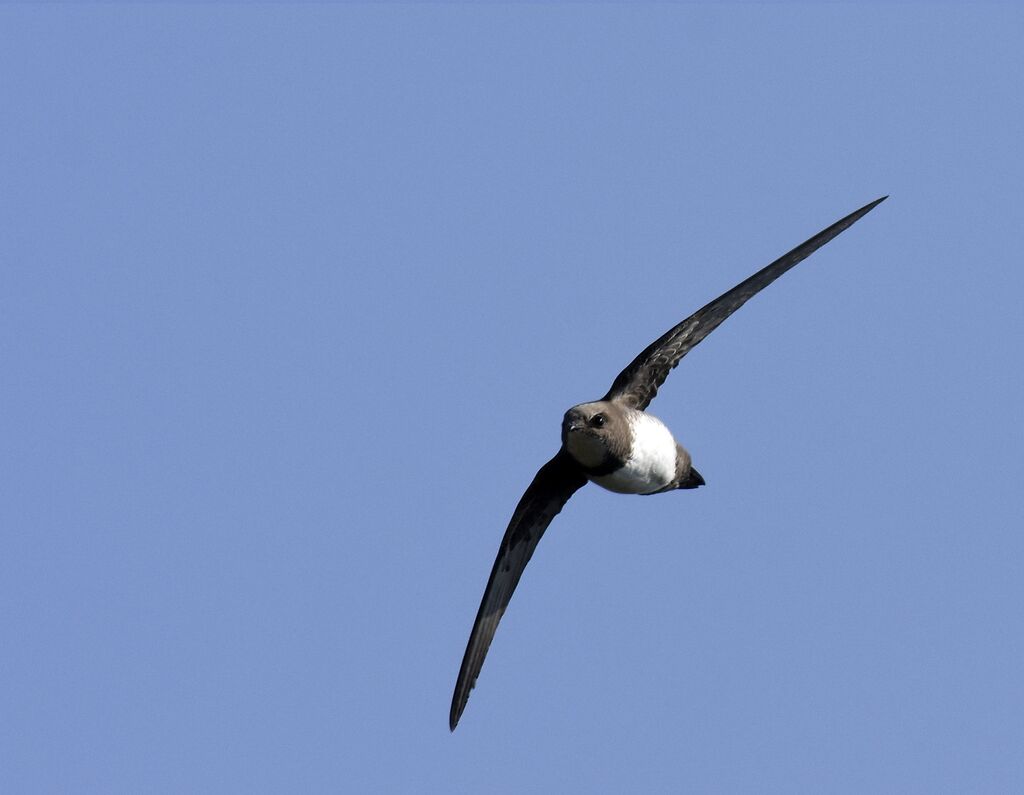 Alpine Swift