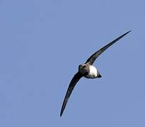 Alpine Swift