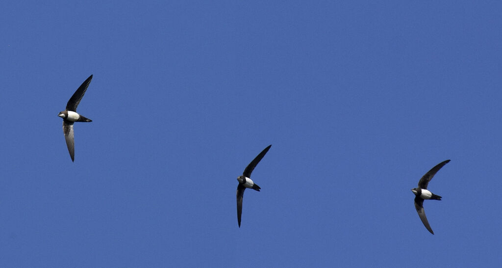 Alpine Swift