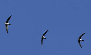 Alpine Swift