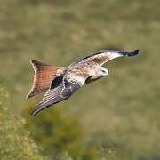 Red Kite