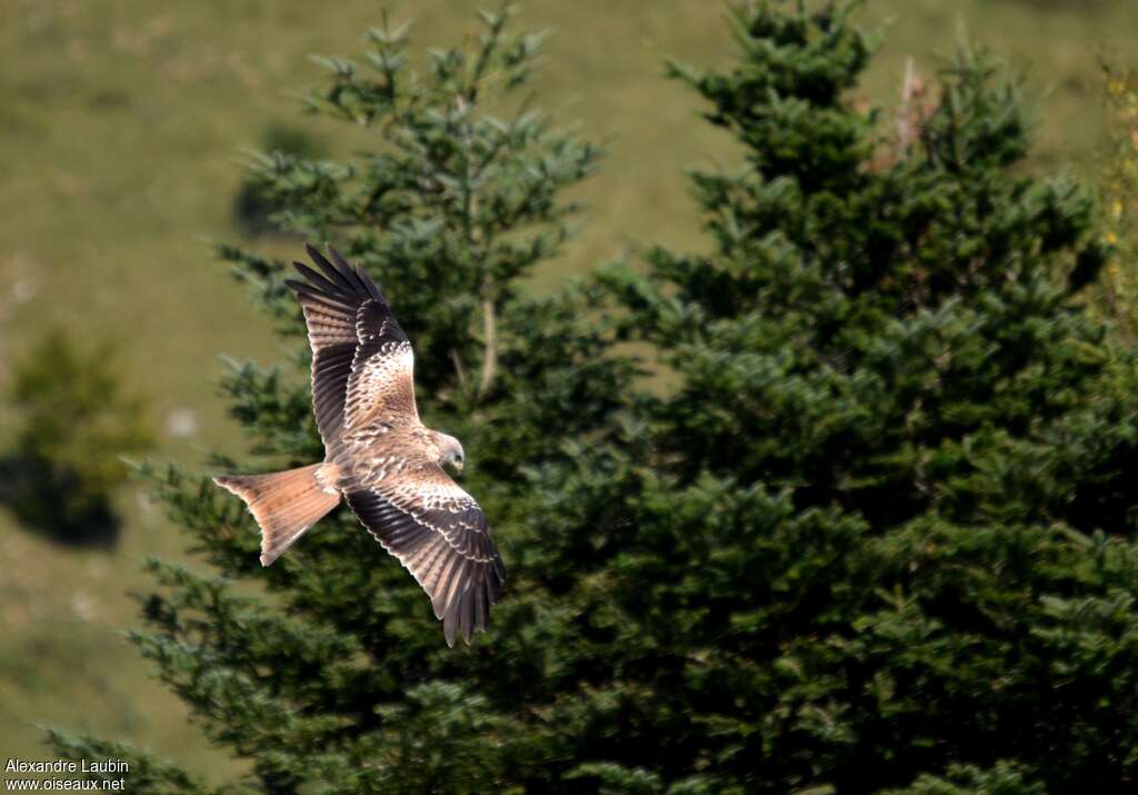 Red KiteFirst year, pigmentation, Flight