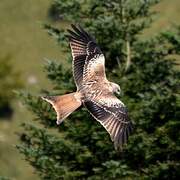 Red Kite