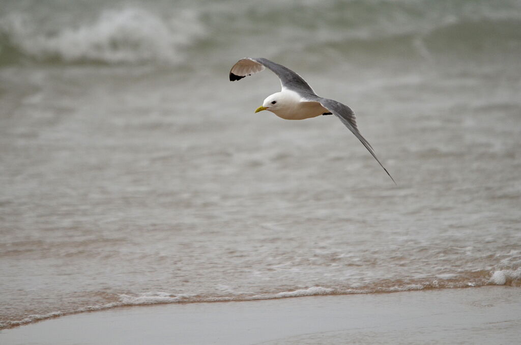 Black-legged Kittiwake