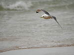 Mouette tridactyle