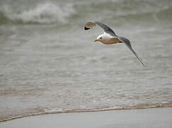 Black-legged Kittiwake