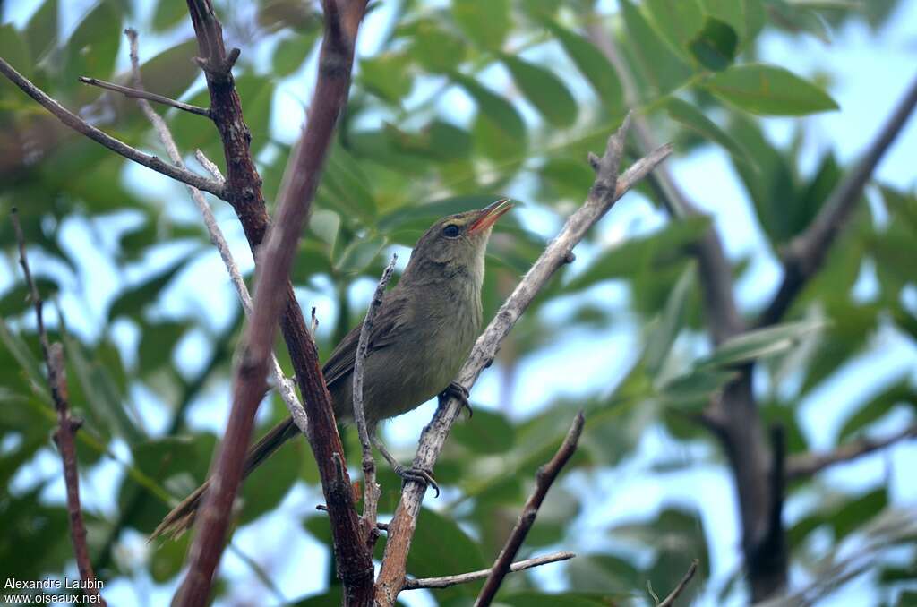 Nésille malgacheadulte, habitat, chant