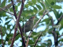 Malagasy Brush Warbler