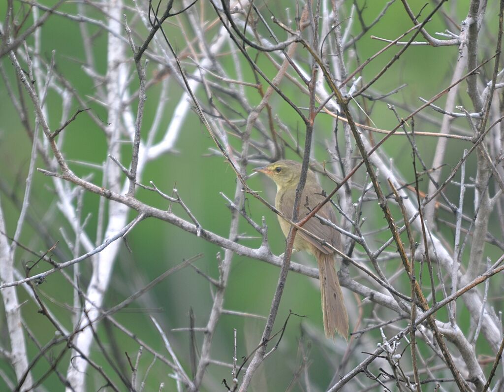 Malagasy Brush Warbler