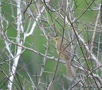 Malagasy Brush Warbler