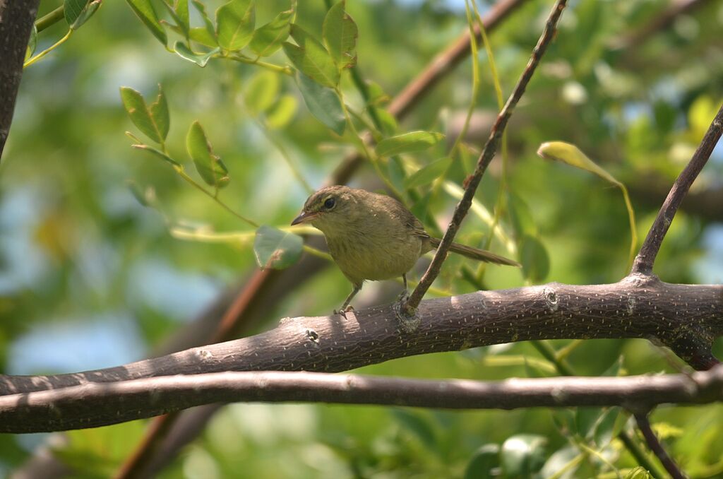 Malagasy Brush Warbler