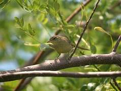 Malagasy Brush Warbler