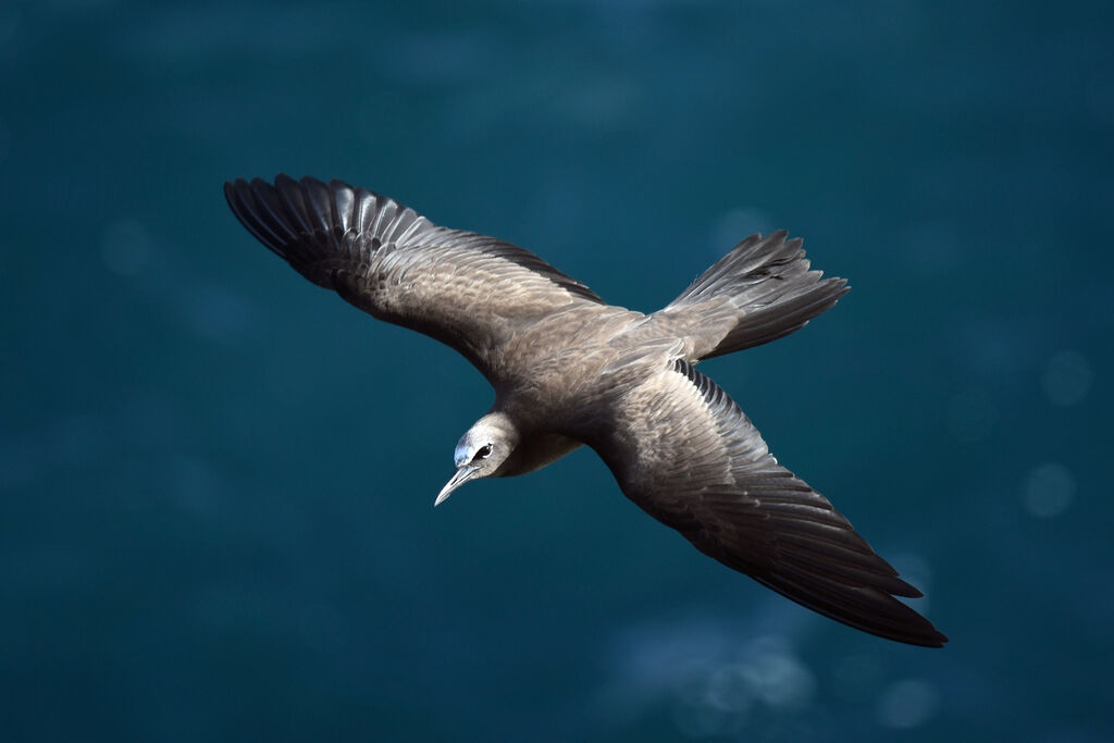 Brown Noddy