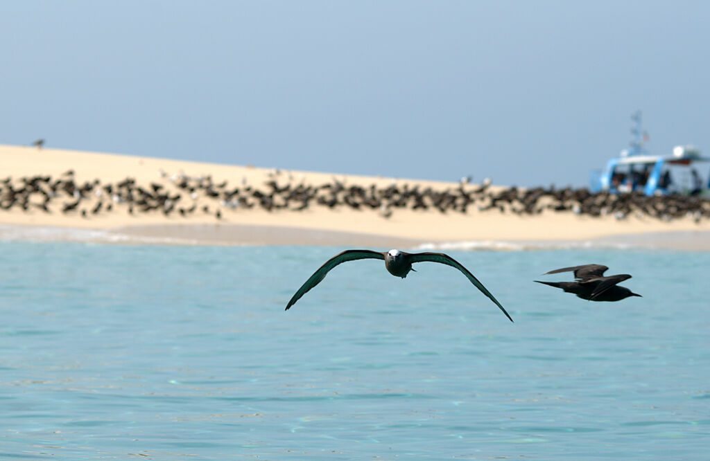 Brown Noddy