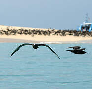 Brown Noddy