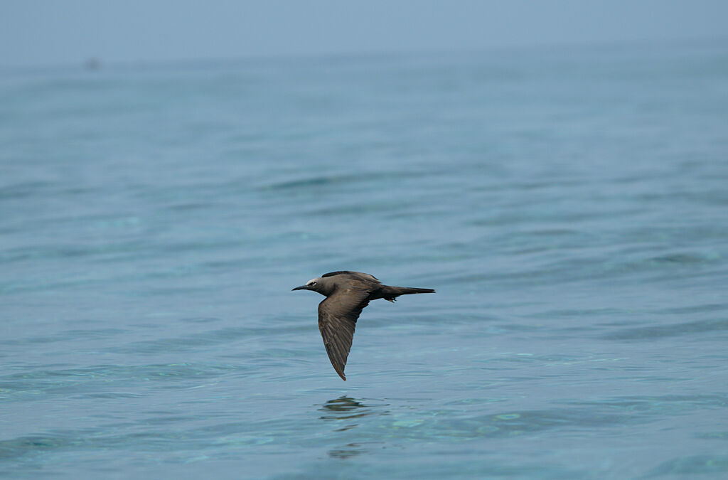 Brown Noddy