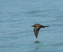 Brown Noddy