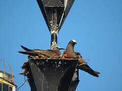 Brown Noddy