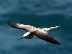 Brown Noddy