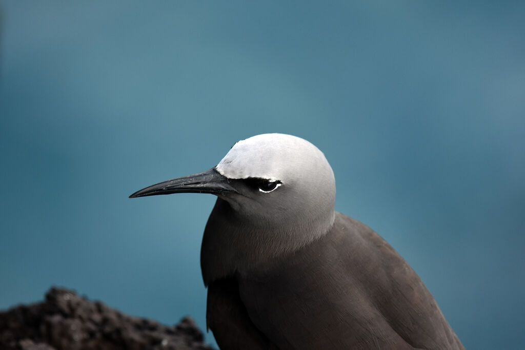 Brown Noddy