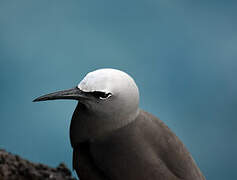 Brown Noddy