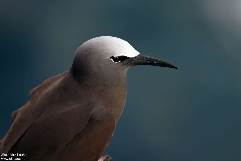 Brown Noddyadult, close-up portrait