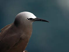 Brown Noddy