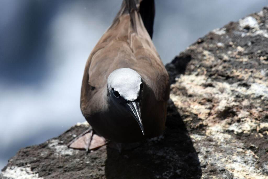 Brown Noddy