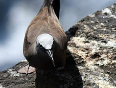 Brown Noddy