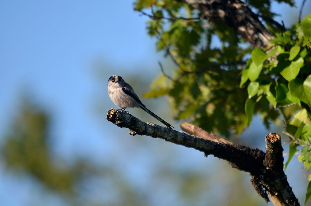 Long-tailed Tit