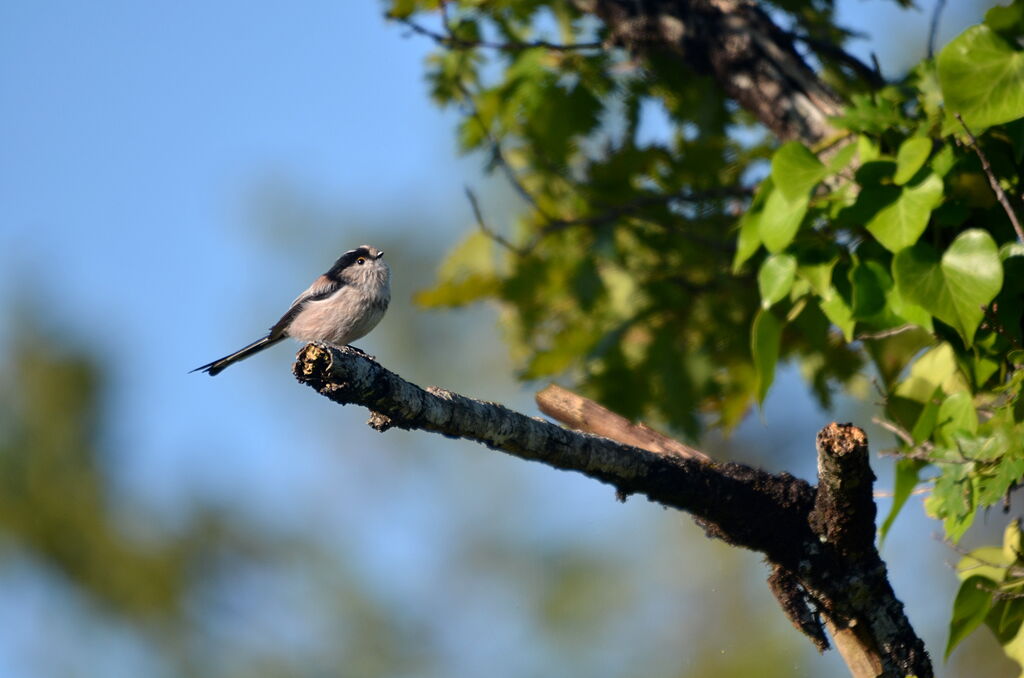 Long-tailed Tit