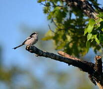 Long-tailed Tit