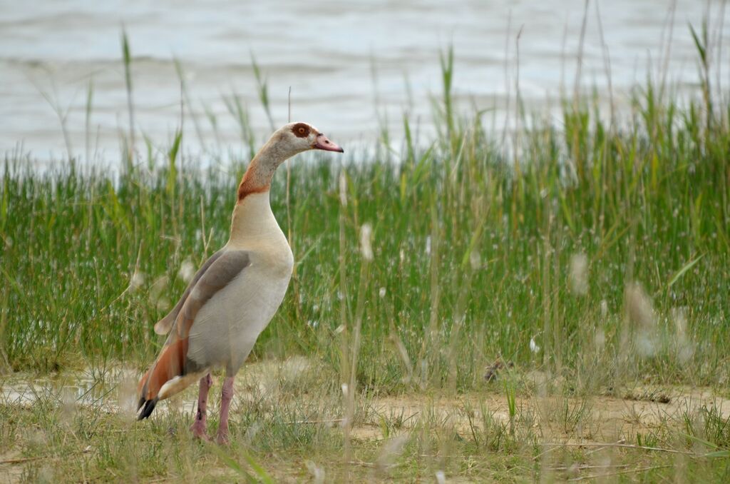 Egyptian Goose