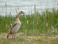 Egyptian Goose