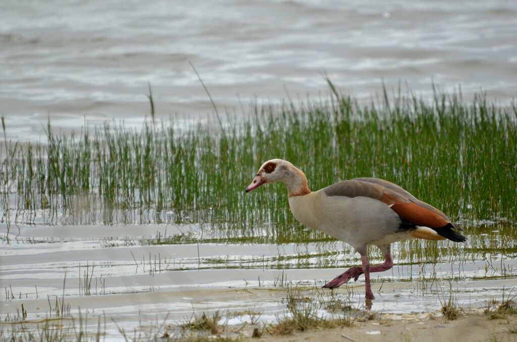 Egyptian Goose