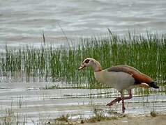 Egyptian Goose