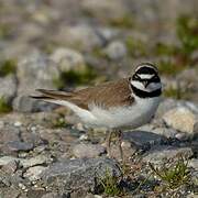 Little Ringed Plover