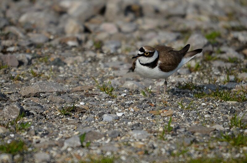 Little Ringed Plover