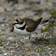 Little Ringed Plover