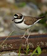 Little Ringed Plover