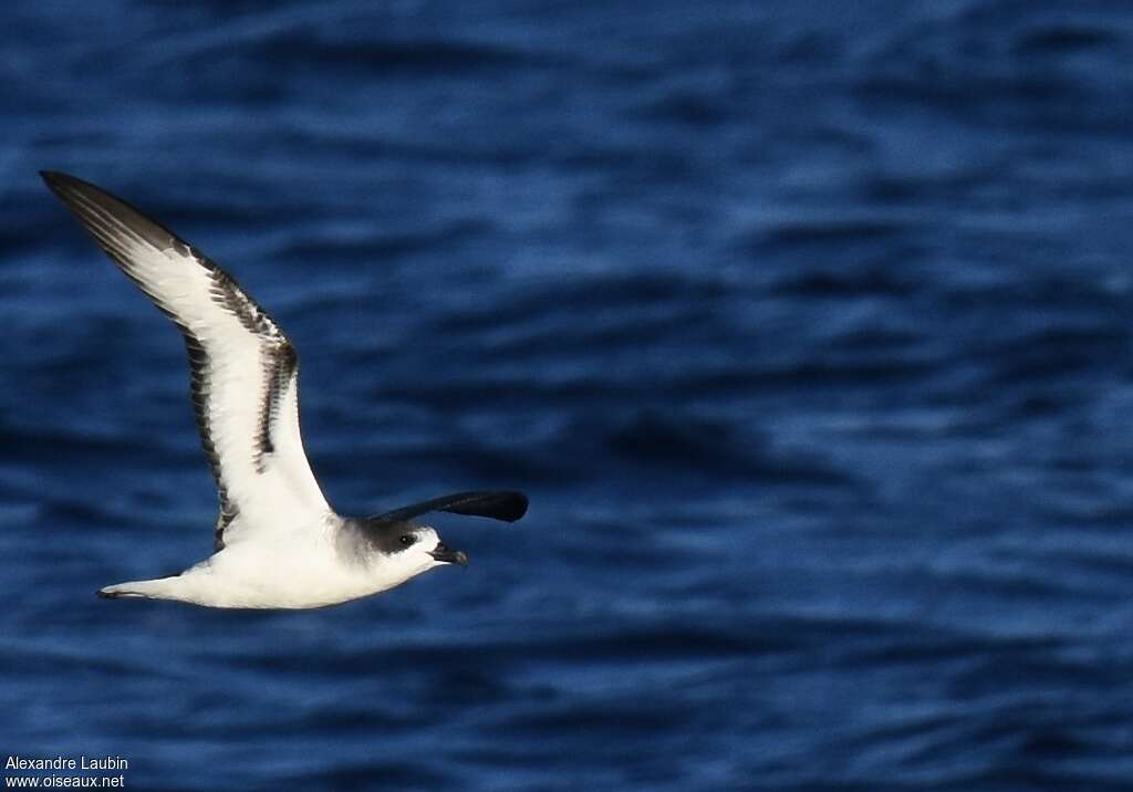 Barau's Petrel, Flight