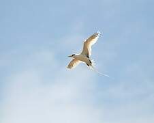 White-tailed Tropicbird