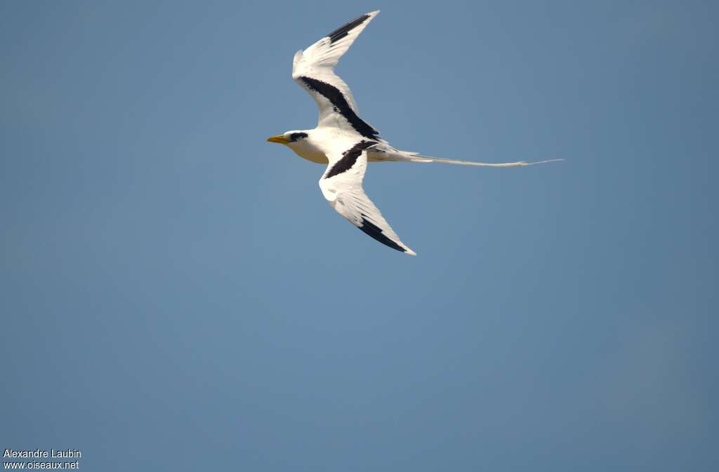 White-tailed Tropicbirdadult, Flight