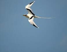 White-tailed Tropicbird