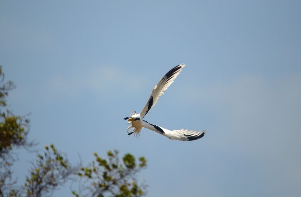 White-tailed Tropicbird