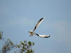 White-tailed Tropicbird