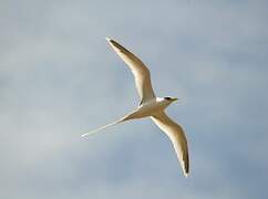 White-tailed Tropicbird